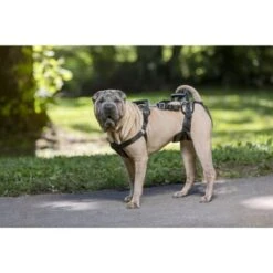 PetSafe CareLift Hebegeschirr Für Hunde Beige/ Schwarz M -Ruffwear Verkäufe 2024 00230fc493a2fa8245378b8cc6046073102c120f 1481153 de DE 15acbfa97ec816b0798a5969f11ddf9e37fad4caUd8lts