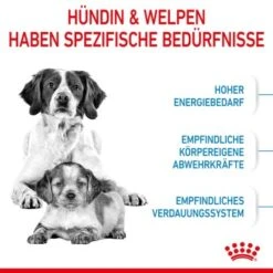 ROYAL CANIN Medium Starter 15 Kg -Ruffwear Verkäufe 2024 03a28cbfa060fbe0cdfb173eaf6e1963dd73e6d3 c4664a5aa615f87e883339daf8410e0a16da2316