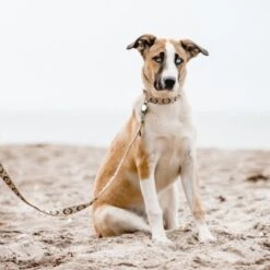 THE DOG IDEA Boho-Chic Hundeleine Mokka 1,2 M -Ruffwear Verkäufe 2026 09397dea743ee3b07e30af14630ff5f27f466a42 1662742 de DE 9bc90818d545e8f8a07dc974f64148ef5ceda9e3dXCdpN