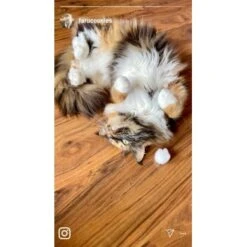 Kater Kasimir Premium Katzenminze, 60g Vorratspack (getrocknet, Geschnitten Und Gesiebt) 9 Kater Kasimir Premium Katzenminze, 60g Vorratspack (getrocknet, Geschnitten Und Gesiebt) -Ruffwear Verkäufe 2024 0a8ae32e60664223a1beefc94e9ac56208606b87 1408153 de DE adc4a873272fd6b5f96f57d3a5134693bfc5f272qXbFbT