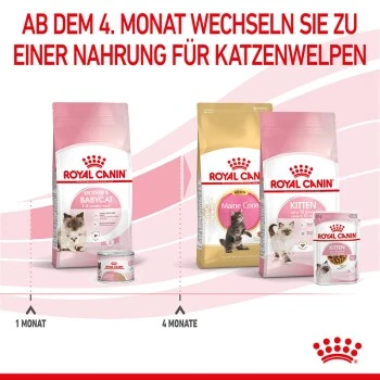 ROYAL CANIN Mother & Babycat 2 Kg 4 ROYAL CANIN Mother & Babycat 2 Kg – Bild 4