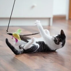 Schlitzohr Katzenangel Federanhänger 5x 18 Schlitzohr Katzenangel Federanhänger 5x -Ruffwear Verkäufe 2024 11ed2d225658009b8abd2f7334a71527c7d32c64 1484675 de DE 2194cc6dae193c9b0d821763f83834cddf74faa5Q2fI5o