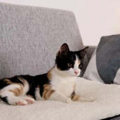 Lionto Selbstheizende Wärmematte Für Haustiere -Ruffwear Verkäufe 2024 1c60bea0a221133711e8a66836fd8e8137a10111 1665986 de DE 833312c7d563d266e27440bc2991a9f6c9a1de302jRXXN