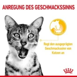 ROYAL CANIN SENSORY Taste In Gelee Für Wählerische Katzen 12x85g -Ruffwear Verkäufe 2024 21ad04ecb0f38a0b3f44868dfeace831d1374356 3950f3bf5d1e7126a6f4420c4fce7c3f275b668e