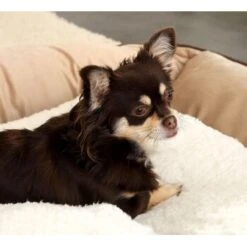 Lionto Selbstheizende Wärmematte Für Haustiere -Ruffwear Verkäufe 2024 25b3805c5c92af411e095cde5ee07481f4922ea8 1665986 de DE ecc5c0a091133bd2869f6e7bb4e1947e54345d34TGxGOo