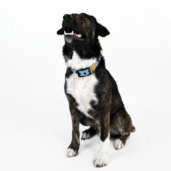 THE DOG IDEA Biothane Halsband Hellblau XS -Ruffwear Verkäufe 2024 25e09b5488bdc641365f0c598e5ceb49a457368e 1498663 de DE 1179340c004140843cb33ec37853a6f46652899637zxRr