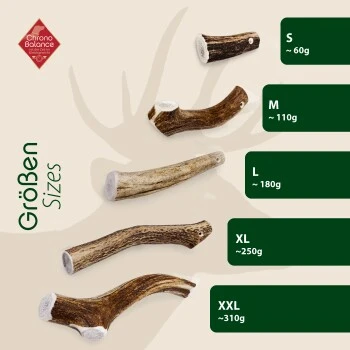 ChronoBalance Rothirsch Geweihstange Ganze Und Runde Stücke 300 G 5 ChronoBalance Rothirsch Geweihstange Ganze Und Runde Stücke 300 G – Bild 5