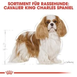 ROYAL CANIN Cavalier King Charles Adult 7,5 Kg -Ruffwear Verkäufe 2024 26fb77fb49f43fdcbfc1f441b42c060f542e62b2 4d6adb9557821847a7bf764c6cfa7a53274b4578