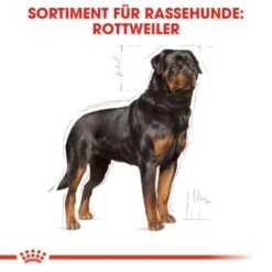 ROYAL CANIN Rottweiler Adult 12 Kg 13 ROYAL CANIN Rottweiler Adult 12 Kg -Ruffwear Verkäufe 2024 27a592969044fc1357f9676b2410de1aba1b1a6b cf9ef56478622babade804abe809db95616be3e9