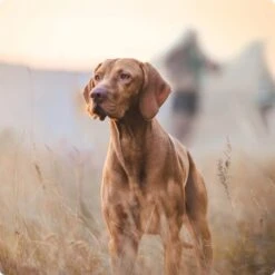 REAL NATURE Senior Lamm & Kalb 6x800 G -Ruffwear Verkäufe 2026 2a7e6cb20be89e03efc3fb044f52385d1267f3cd 1314110 de DE Real Nature Original Dog bild