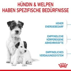 ROYAL CANIN Mini Starter 4 Kg 19 ROYAL CANIN Mini Starter 4 Kg -Ruffwear Verkäufe 2024 2be20ad1d190cd7998136d3afc0dafae06aa370c 8ddec2cd8cf74b57c6b4259b7b01c4e79cc0a38d