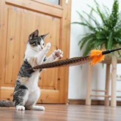 Schlitzohr Federwedel Birdy 3er Pack 16 Schlitzohr Federwedel Birdy 3er Pack -Ruffwear Verkäufe 2024 2e08cedc855b4fe4d22372cc22f48cef3188be3c 1659562 de DE 4a8ba2ccf79071630769db1080a8b14fba93fcb3EKX8X8