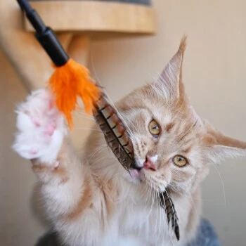 Schlitzohr Federwedel Birdy 3er Pack 2 Schlitzohr Federwedel Birdy 3er Pack – Bild 2