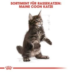 ROYAL CANIN Maine Coon Kitten 4 Kg -Ruffwear Verkäufe 2024 5363adbcd5720069c9dee834c28d247ed6c58d7d 78d41fa69f58c3708158103686f8d71d73464eed