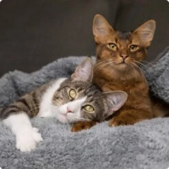 SELECT GOLD Urinary Adult Geflügel & Reis 2,5 Kg -Ruffwear Verkäufe 2026 536de371626fbac7381fe51ce63607aedfae0cd8 1099803 de DE 4 Select Gold Cat 2