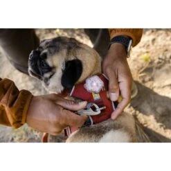 Ruffwear Front Range™ Geschirr Rubin S -Ruffwear Verkäufe 2024 567b777a41bdee4eec308eeb362ffd11b7423791 1651482 de DE b49ca7da48d523f760dd25d7f92b9fc05b8c4582Cx8pqb