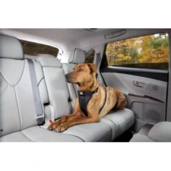 Kurgo Sicherheitsgeschirr XS 9 Kurgo Sicherheitsgeschirr XS -Ruffwear Verkäufe 2024 619516b10b1c8b18d6ea7d46179dd9d07183e503 a6b01c753702cf19a2c027a527b9c62fcb6429b2