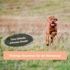 BeG Buddy Gelenk Fit Tabletten 9 BeG Buddy Gelenk Fit Tabletten -Ruffwear Verkäufe 2024 6218f467461529b33e78e061fd5bbfb6d1d2f7da 1457251 de DE a3695c7b63d65681a9295d83a6d1397da5c497d1Hm4zed