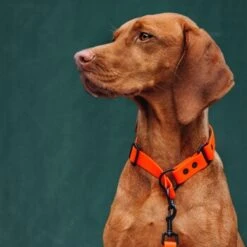 THE DOG IDEA Zugstopp Halsband Orange XS -Ruffwear Verkäufe 2024 62de472ef4f84b543f9cc874509c065974c9a3f3 1499712 de DE c446216eff523beabc9fab65b02eb3962b4715b4wUrpDL