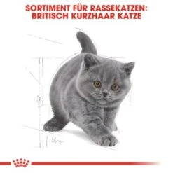 ROYAL CANIN British Shorthair Kitten 2 Kg -Ruffwear Verkäufe 2024 64125f190883e96661f93d5b5db0d481b8b12589 263c8c6b1a98e1881835868f52cc2ea3e9412ec3