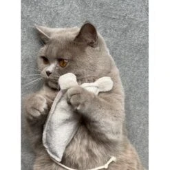 Kater Kasimir Premium Paket Mit 7 Beliebten Katzenspielzeugen Aus Naturmaterial -Ruffwear Verkäufe 2024 69d850d83d44dd51ee163b4ce9871d685e5144a3 1408152 de DE 5e0e2fa341f3b7f13618444c260f3bc5df86140eIfTKHQ