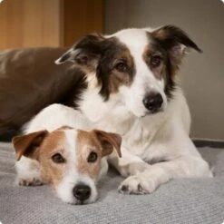 SELECT GOLD Complete Soft Mousse Baby & Mother 6x180g -Ruffwear Verkäufe 2024 6abb6915af23c615d0cf74853b0a3bb663e7931c 1096086 de DE 4 Select Gold Dog 7