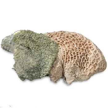 ProCani Buy Nature Pansen Grün 16x500 G 3 ProCani Buy Nature Pansen Grün 16x500 G – Bild 3