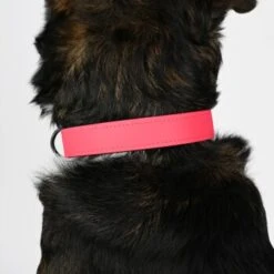 THE DOG IDEA Biothane Halsband Pink Pfirsich XS -Ruffwear Verkäufe 2024 765ac9bab9d442e8a54d47ba6250bb460553f5c7 1487837 de DE ae76149b2003ebab0b9566751b2be185ae89fa35f16w3V