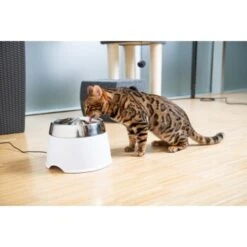 AniOne Edelstahl-Trinkbrunnen Trevi Ohne Ersatzfilter 5 AniOne Edelstahl-Trinkbrunnen Trevi Ohne Ersatzfilter -Ruffwear Verkäufe 2024 7a066af048695bbfaeca0a855e5984fc3bf99d03 689fcf415d486ac05c07f2a4868b1d087d7a9ece