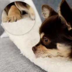 Lionto Selbstheizende Wärmematte Für Haustiere -Ruffwear Verkäufe 2024 7b7478322070a88393ca3a5ce3bc6fc7dc82a6ad 1665986 de DE 051d4bf94c6c9b490452613e4a20003dcd71ba8cXGeo9D