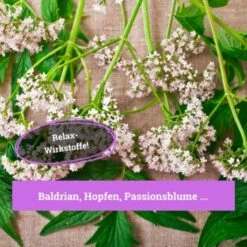 BeG Buddy Beruhigungsmittel Anti Stress 7 BeG Buddy Beruhigungsmittel Anti Stress -Ruffwear Verkäufe 2024 7c3846491df427de932f09e57699b9a6d324d947 1457250 de DE c55bd45ac79813393a79e368d342148cdba9e2f0PJmATI