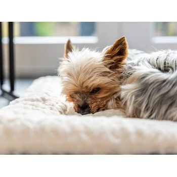 TrendPet Heaven Gefütterte Liegedecke Beige XS 5 TrendPet Heaven Gefütterte Liegedecke Beige XS – Bild 5