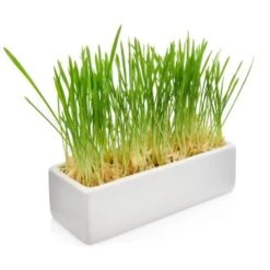 Canadian Cat Company Futterbar Cat Diner 12 Canadian Cat Company Futterbar Cat Diner -Ruffwear Verkäufe 2024 826fd086574d64d46c2802167da1bfdae7b147ec 1345694 de DE b3d7c26a7588f99653da66172f4236f4bcef6045zlgKlp