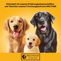 Pedigree Classic 12x800g 3 Sorten Geflügel 10 Pedigree Classic 12x800g 3 Sorten Geflügel -Ruffwear Verkäufe 2024 83c0001e15f2d8aa8d8ce31c6ed7d9866ef560bf 1100606 de DE pedigree 1