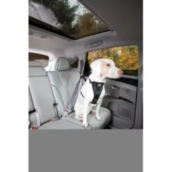 Kurgo Sicherheitsgeschirr XS 11 Kurgo Sicherheitsgeschirr XS -Ruffwear Verkäufe 2024 87813e7da78344d76194991149b2935972cb3fc9 9b7a4549d6992d8434083c74ff0b43057fd79273