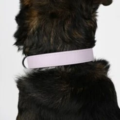 THE DOG IDEA Biothane Halsband Lavendel Violett S -Ruffwear Verkäufe 2024 8cf7ca8bca4e053ecd9a93c922b2a7b929ee1627 1487846 de DE 8cd6209f2c4ec6a65a42803cb59a801433fb7630ps8JLP