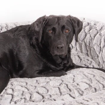 Wallace & Jones Hundebett Cordo-Heaven S 6 Wallace & Jones Hundebett Cordo-Heaven S – Bild 6