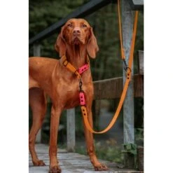 THE DOG IDEA Biothane Hundeleine Peach Pink -Ruffwear Verkäufe 2024 98992f27bf44371677a60e8d2b435e81b4209c75 1679160 de DE 42c5c27d3f72ceb968e5ed2220f52b96faad3f532ZGDoQ