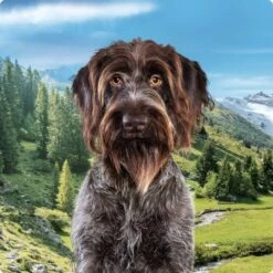 REAL NATURE Country Selection Andalusia Rind Mit Spanischem Kaninchen 12 Kg -Ruffwear Verkäufe 2024 994f675da00c981c1590f6030ee7cf430d718038 1237409004 de DE Real Nature Selection Dog Bild