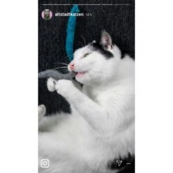 Kater Kasimir 3 Handgerollte Filzwürmchen Aus Schurwolle + 1 Mini-Flasche Katzenminze-Spray -Ruffwear Verkäufe 2024 9f7ff512709dd50e91c430c3ac3ef7ee598f1a2a 1409266 de DE 1fc0cc3c919dcaaf28a0e442859a52c0a2aaef43Mb7rqZ