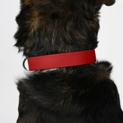 THE DOG IDEA Biothane Halsband Rot Pfirsich M 11 THE DOG IDEA Biothane Halsband Rot Pfirsich M -Ruffwear Verkäufe 2024 a2dde414f560873d9c361bfaaab5aec51c9501ca 1487826 de DE a77155468a16a8a10a200f7ad5291af908014afbPYRziU