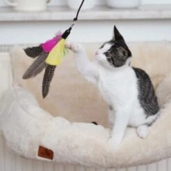 Schlitzohr Katzenangel Federanhänger 5x 17 Schlitzohr Katzenangel Federanhänger 5x -Ruffwear Verkäufe 2024 ac968f3e92fea38def92e5a7524fa7085dc78563 1484675 de DE ddb20d567bfb55f49958028f07ad50186cd87523xUAnfc