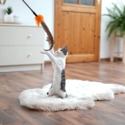 Schlitzohr Federwedel Birdy 3er Pack 12 Schlitzohr Federwedel Birdy 3er Pack -Ruffwear Verkäufe 2024 ad71433917b4c75207a76b8cde2a63e28ac6a3f4 1659562 de DE 3439e97a8a6ef7574f0506829a0694961b8792bfHS2VqL