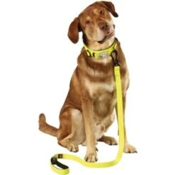 Dogs Creek Leuchtleine Polar Light -Ruffwear Verkäufe 2024 af379960fc8b4bd03b257833a47854059fdb7b90 69999f3e6d5073d27f0cea556b6fdcf15f6ba954