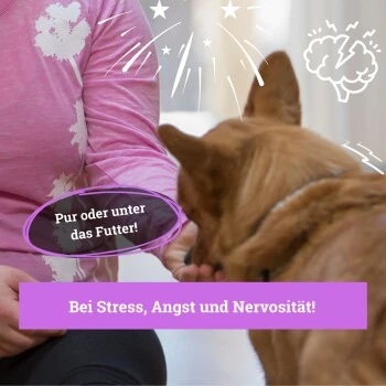BeG Buddy Beruhigungsmittel Anti Stress 5 BeG Buddy Beruhigungsmittel Anti Stress – Bild 5
