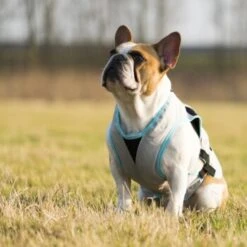 Trovet Suitical Kühlweste Dry Cool M -Ruffwear Verkäufe 2024 b32e0654ab987d26790de796cf13d2e54cbed73f 1321386 de DE Trovet suitical 6 Kopie