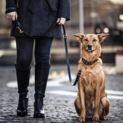 THE DOG IDEA Biothane Hundeleine Gold Navy -Ruffwear Verkäufe 2024 b460ac897faf476265511864dc94065d4cfbb4bc 1655430 de DE 01b2176a917ca11ea55be7a01d9a2ab678a246c6RmM1Wk