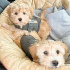 Thundershirt Beruhigungsweste Grau XS -Ruffwear Verkäufe 2024 b73ccfbb685e050e9f2290d960047b91d2dcc354 1102942 3