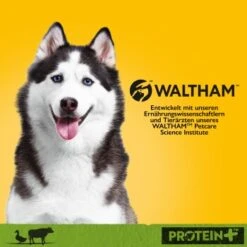 Pedigree Dose Protein+ In Pastete 12x800g Rind Mit Ente -Ruffwear Verkäufe 2024 b8eb9ec98b8dd8b6965fd67274e584737df210a1 1394131 de DE pedigree 1
