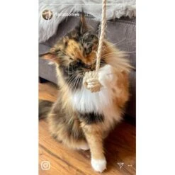 Kater Kasimir Deluxe Set Mit 9 Beliebten Katzenspielzeugen Aus Naturmaterial Und Handgemachtem CATMOM Armband -Ruffwear Verkäufe 2024 b933584b7dcd56603dddd340f05442bfffc43e18 1408141 de DE 8e1afbeea10c4c53b2e3c89a347993a00031803ayqowzr